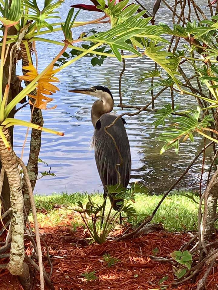 Florida birds