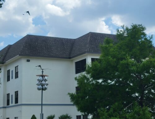 Our Resident Conservation Hero: Protecting Purple Martin Nests in Brevard County, FL