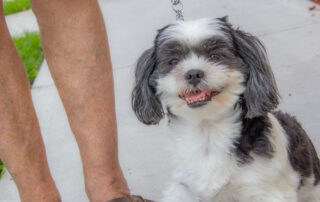 dog at pet-friendly buena vida estates