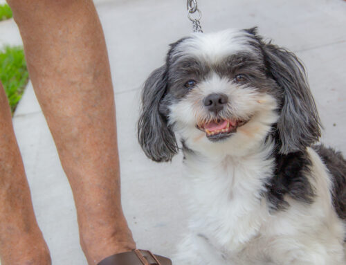 The Role of Pets in CCRC Living