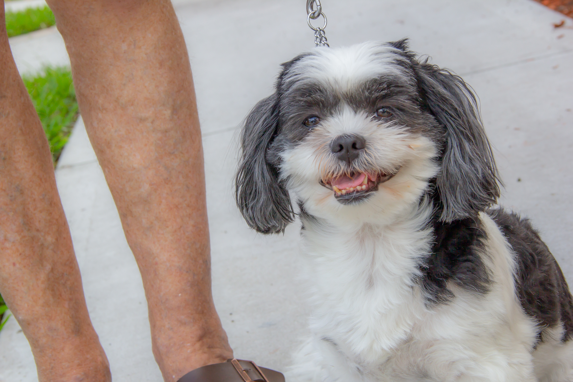 dog at pet-friendly buena vida estates