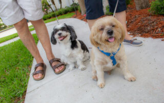 happy pets going for a walk at buena vida estates