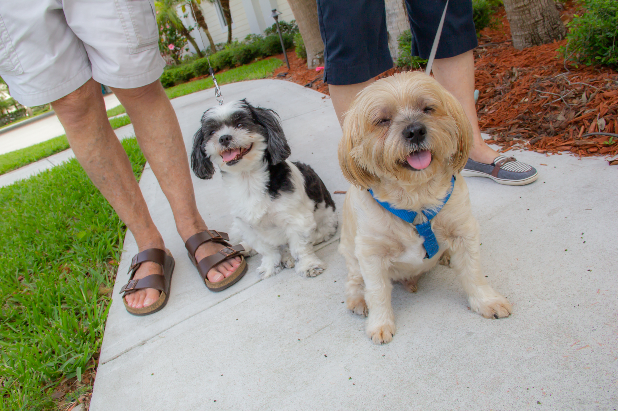 happy pets going for a walk at buena vida estates